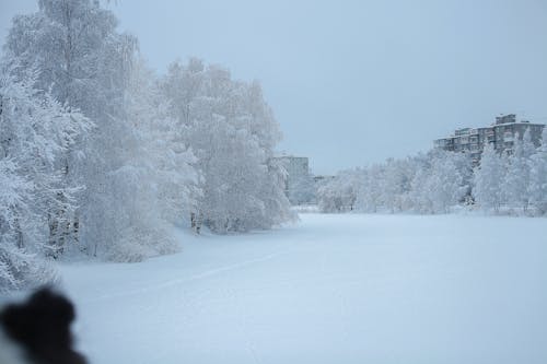 Fotobanka s bezplatnými fotkami na tému chladný, sezóna, sneh