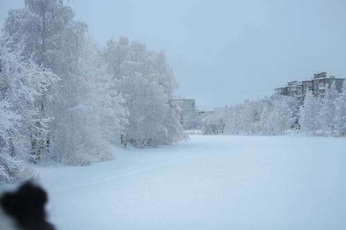 Gratis arkivbilde med årstid, forkjølelse, snø