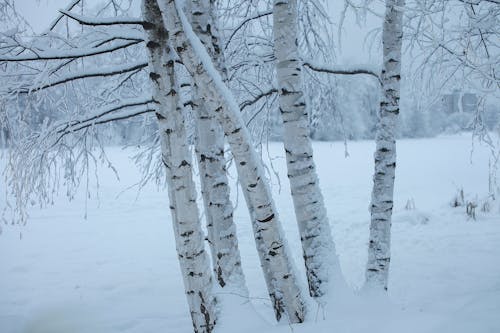 Бесплатное стоковое фото с ветви, голые деревья, деревья