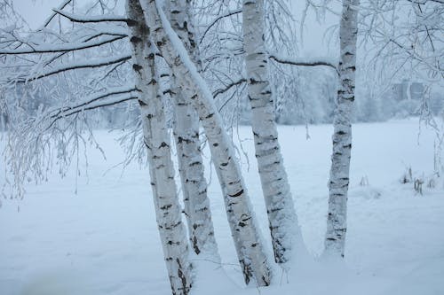 Foto d'estoc gratuïta de arbres, arbres nus, branques