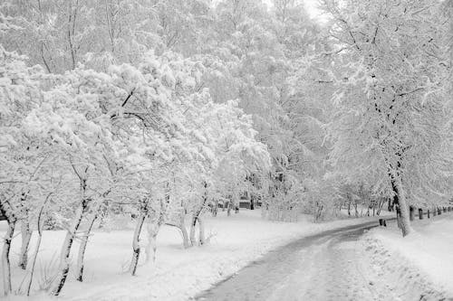 下雪的天氣, 公園, 冬季 的 免费素材图片