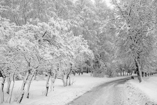 A tranquil snow-covered path winding through a winter forest with bare trees.