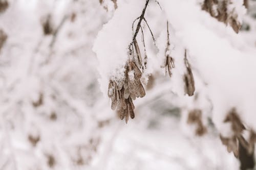 ICEE, 下雪的天氣, 冬季 的 免费素材图片