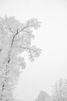 Beautiful snowy scene featuring frost-laden tree branches against a white winter sky.
