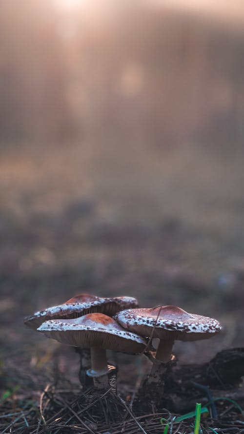 Close Up Photo of Mushrooms