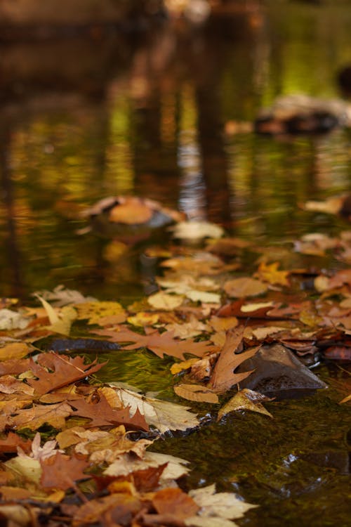 Close-up of Dried Leaves on Water