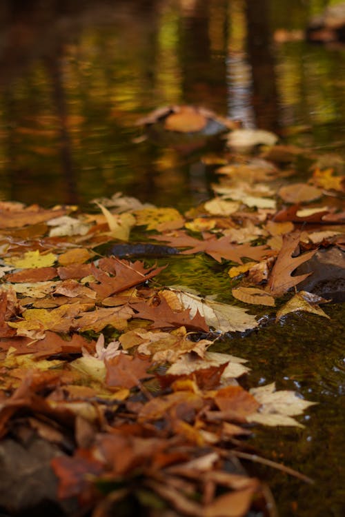 Free Dried Leaves in a Puddle Stock Photo