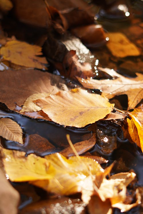 Close-up of Brown Leaves on Water