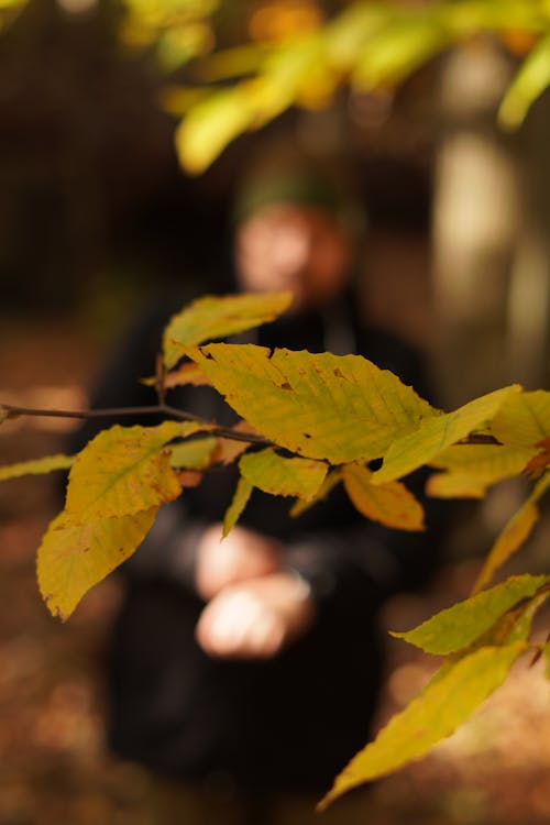 Free stock photo of autumn atmosphere, autumn color, autumn leaves