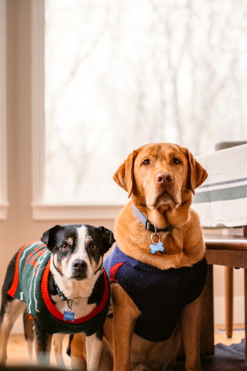 Foto stok gratis anjing golden retriever, anjing sweter, anjing trah