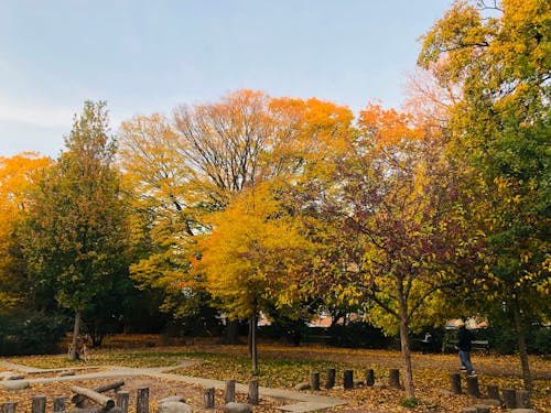 Darmowe zdjęcie z galerii z ciemnozielone liście, jesień, jesienne drzewa