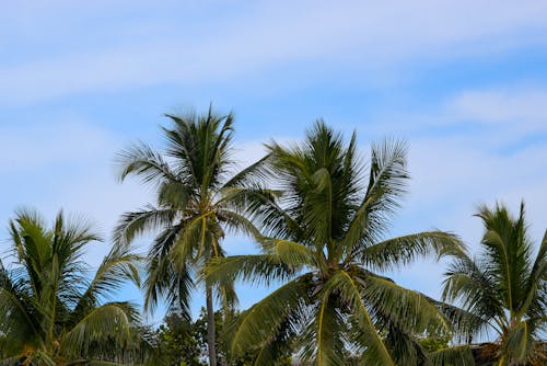 Darmowe zdjęcie z galerii z błękitne niebo, drzewa kokosowe, palmy