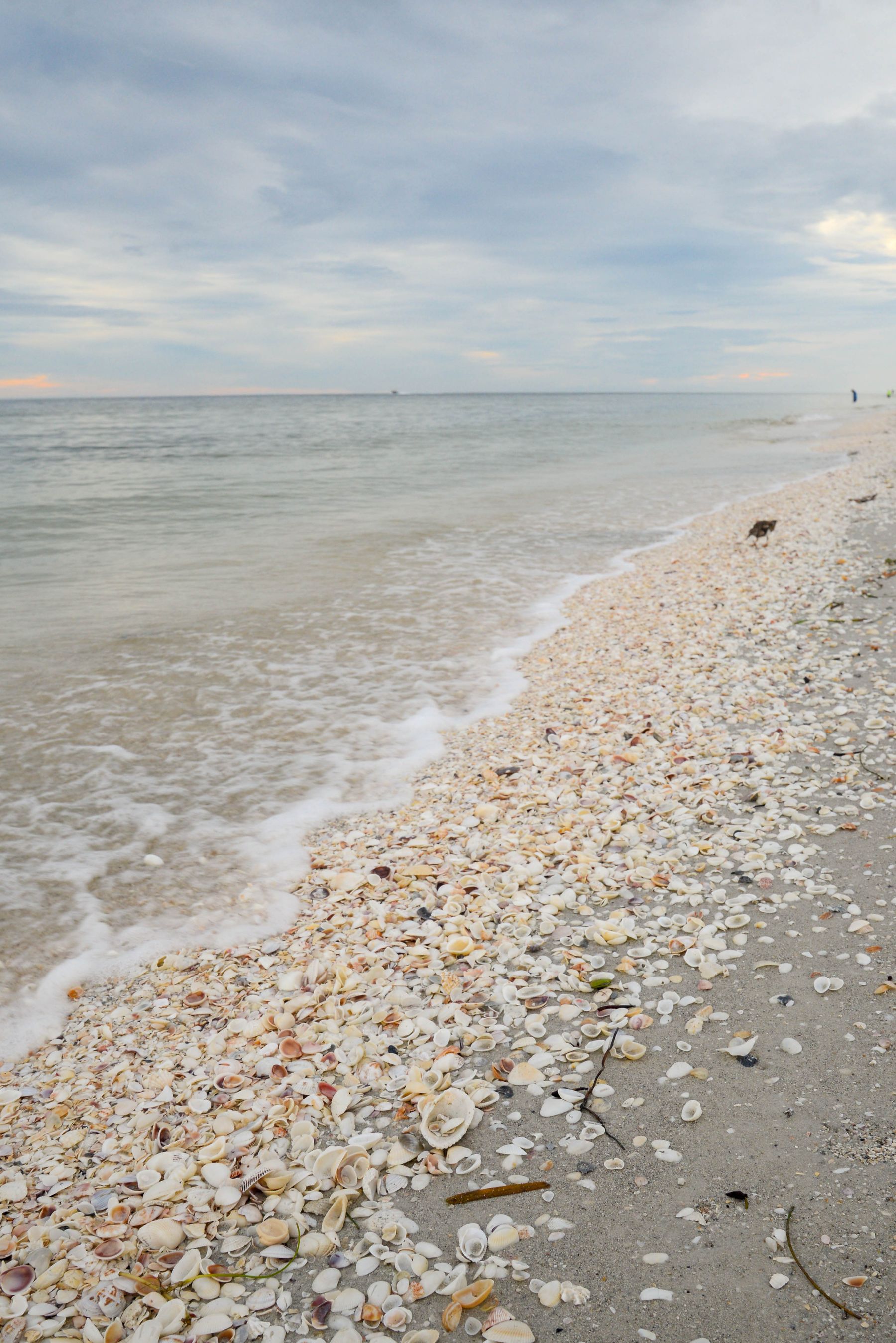 Shell-covered Sanibel Island beach at sunset