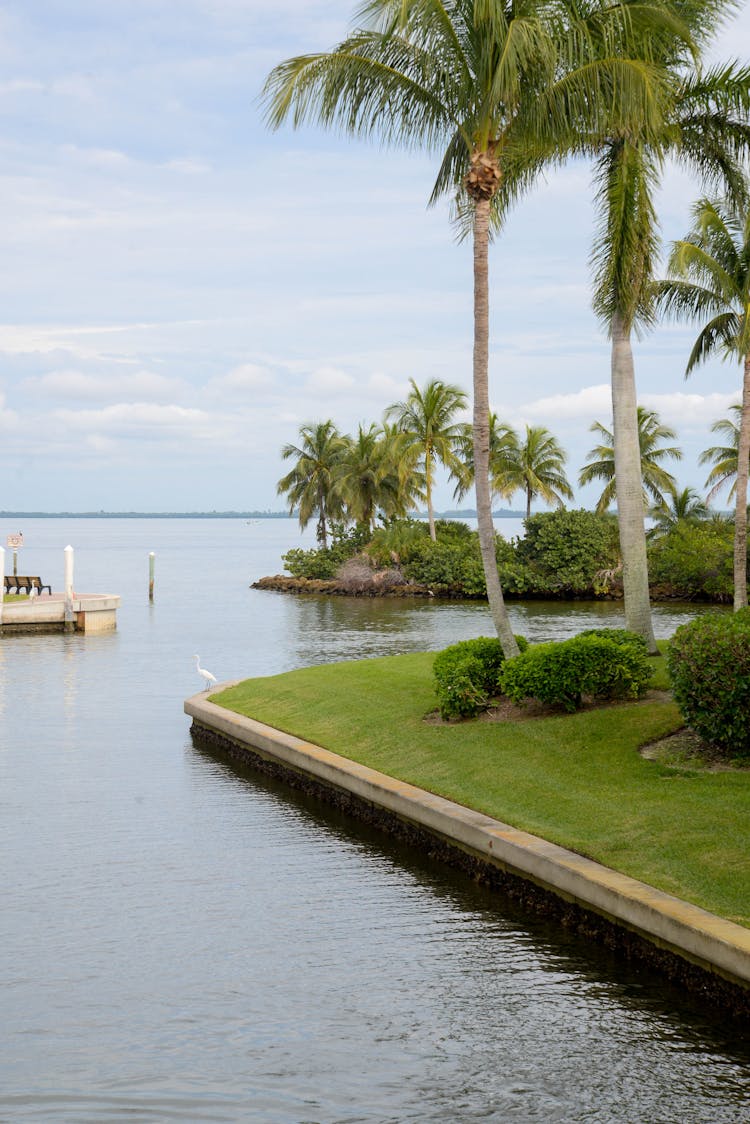 Green Palm Trees And Lawn On A Coast