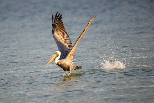 Pelican Flying over Water