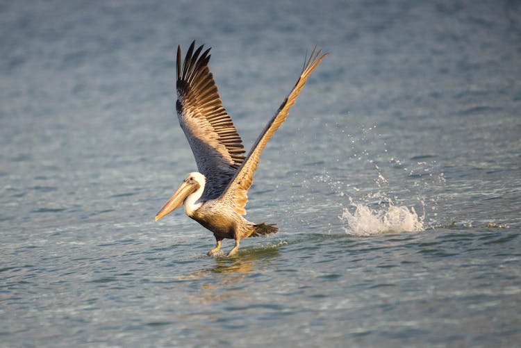 Pelican Flying Over Water