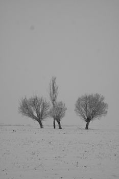 Three barren trees stand amidst a snow-covered field under a gray winter sky.