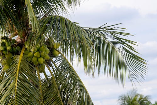 Бесплатное стоковое фото с дерево, кокосы, листья