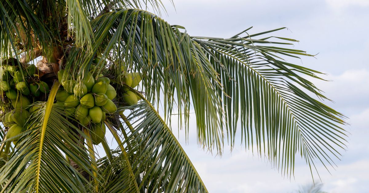 A vibrant palm tree laden with green coconuts against a bright sky, showcasing tropical nature in Florida.