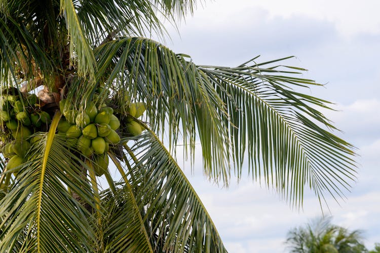 Coconuts On A Palm Tree