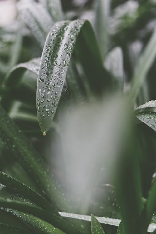 免費 綠葉植物的選擇性聚焦攝影 圖庫相片