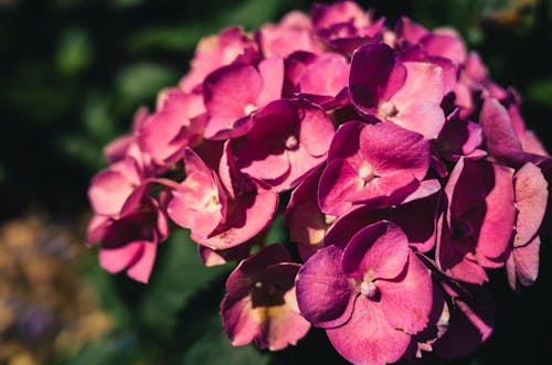 Pink Hydrangea Flower