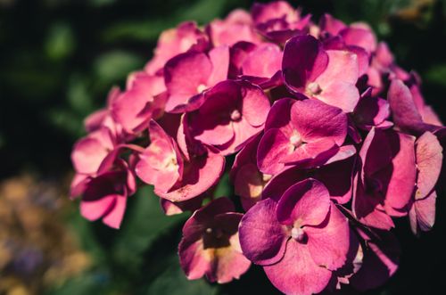Free Close-up of vibrant pink hydrangea flowers showcasing their natural beauty in a sunny garden setting. Stock Photo