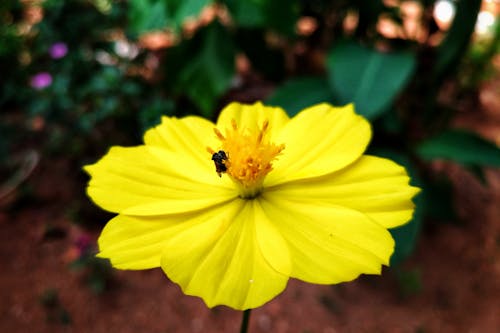 Foto d'estoc gratuïta de abella, color, flor groga