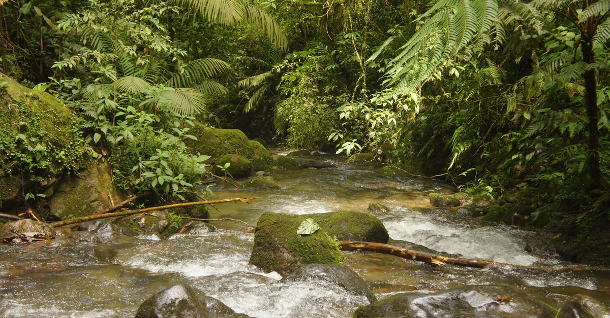 Las ocho investigaciones que descubrieron ecosistemas únicos en Honduras Las ocho investigaciones que descubrieron ecosistemas únicos en Honduras