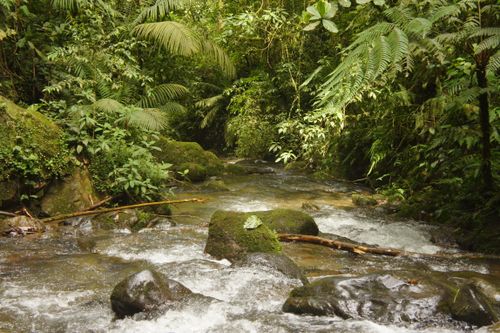 Free Serene view of a flowing stream in the lush jungles of Calarca, Colombia with mossy rocks and vibrant greenery. Stock Photo