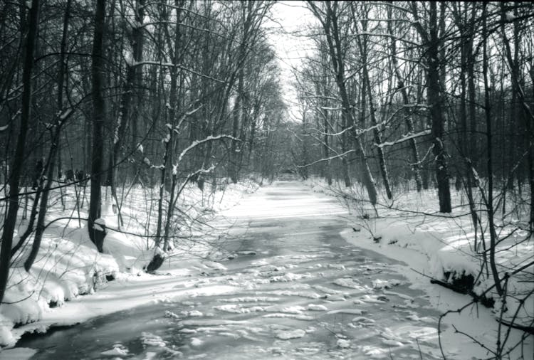 Frozen River In A Forest 