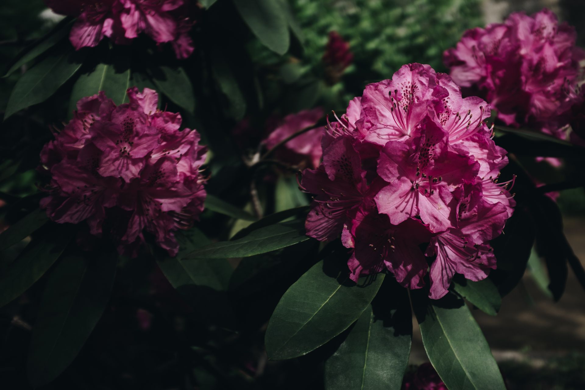 Close-up of magenta rhododendron flowers with lush green leaves in full bloom outdoors.