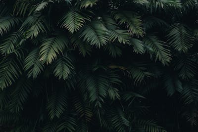 Plant installation service