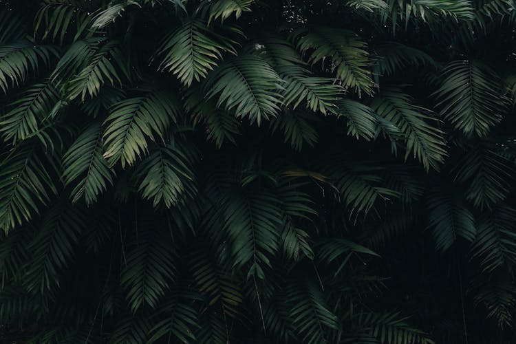 Design Visual