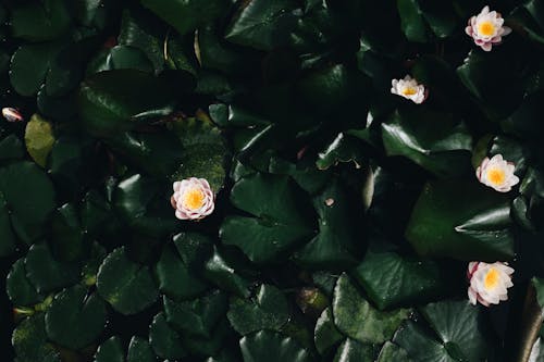 Free White Lotus Flower Stock Photo