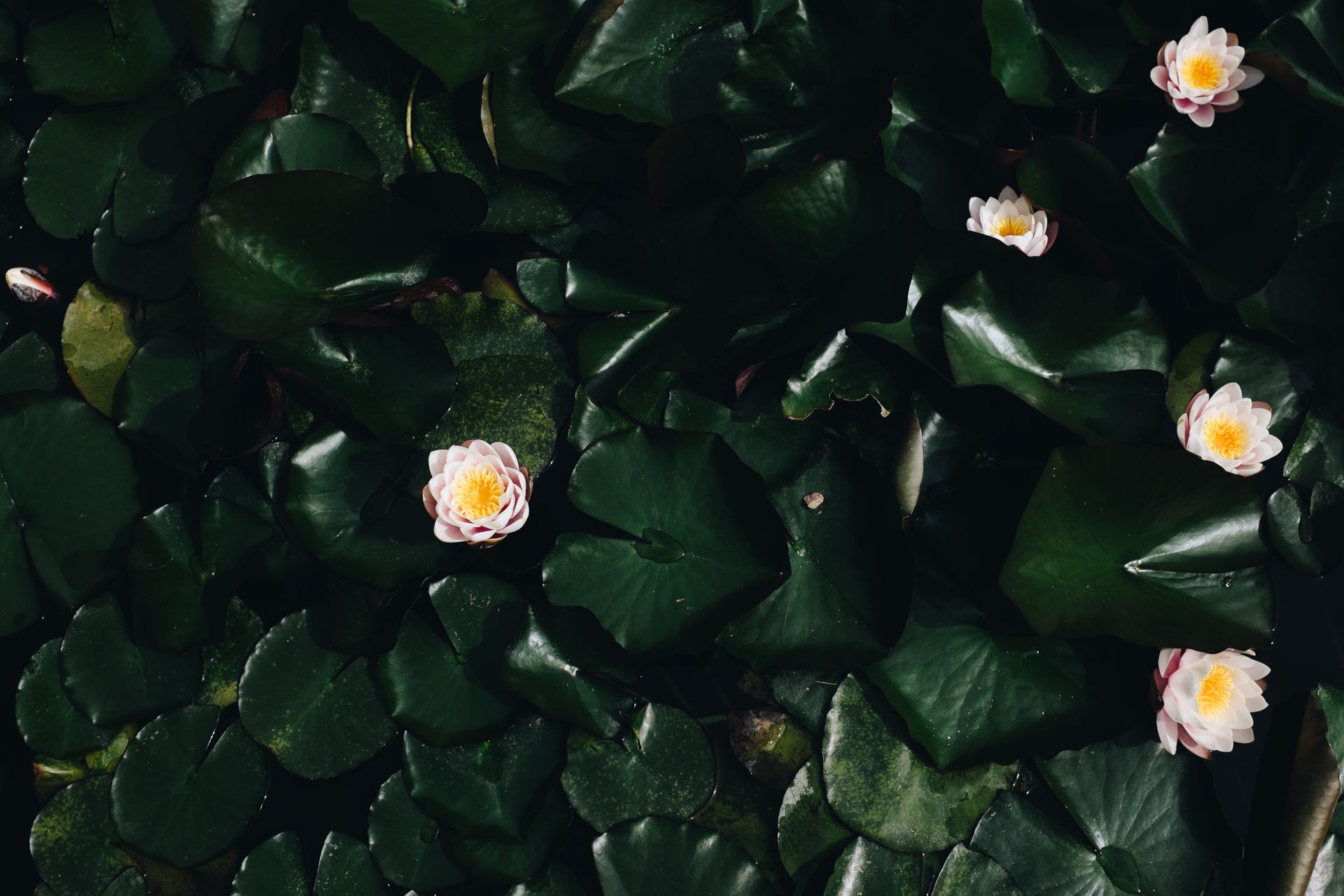 A serene view of water lilies blooming amidst lush green leaves on a pond.