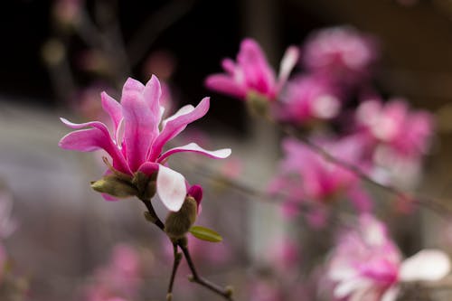 Gratis Foto stok gratis bagus, berwarna merah muda, bunga-bunga Foto Stok