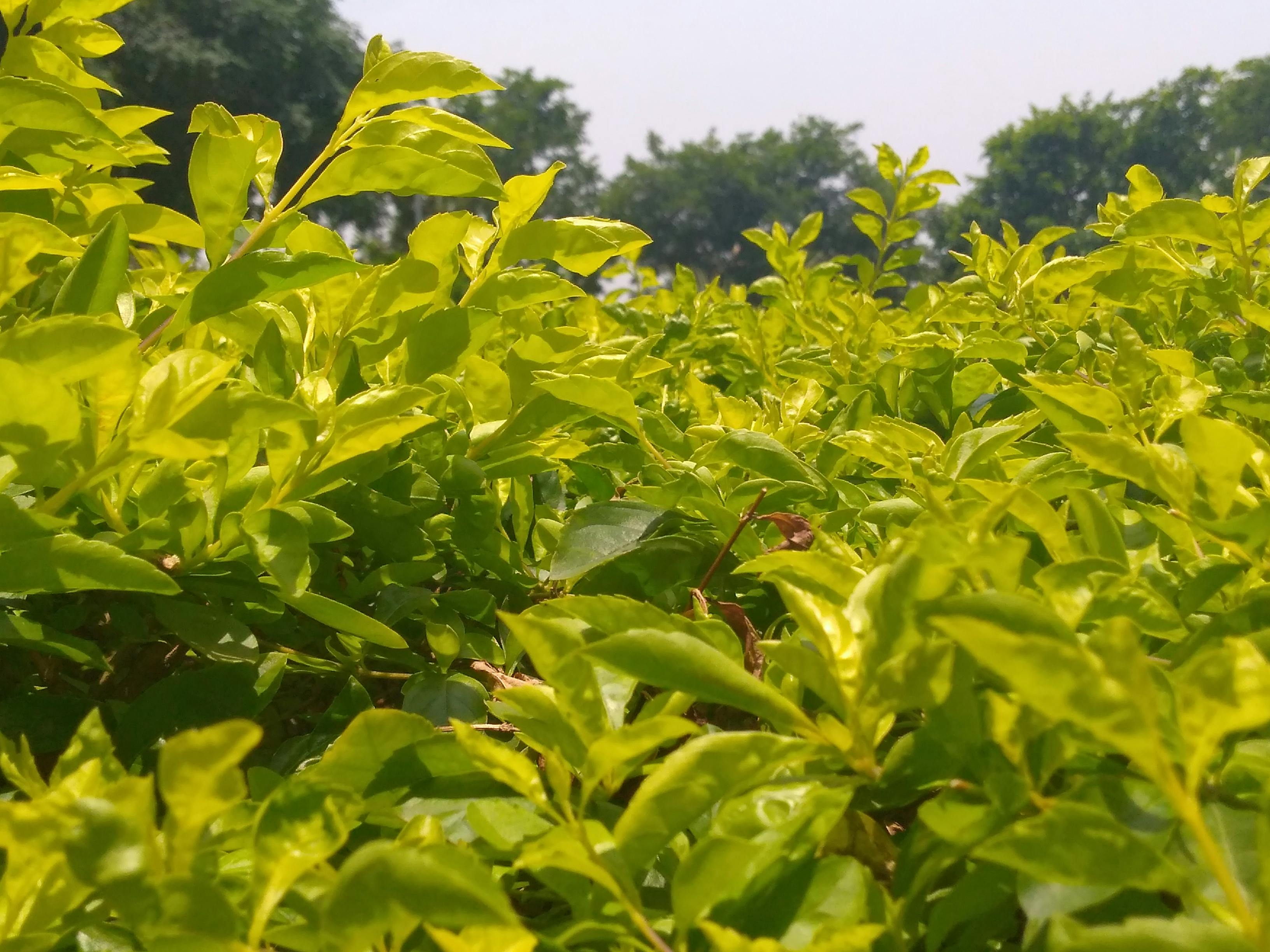 怎么做艾叶肚围