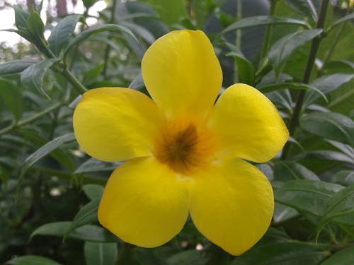 Imagine de stoc gratuită din floare
