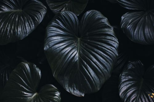 Free A detailed view of dark, heart-shaped leaves with a moody and natural appearance. Stock Photo