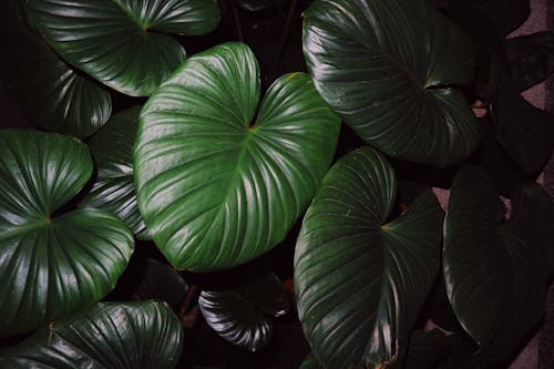 Kostnadsfri bild av buske, flora, frodig