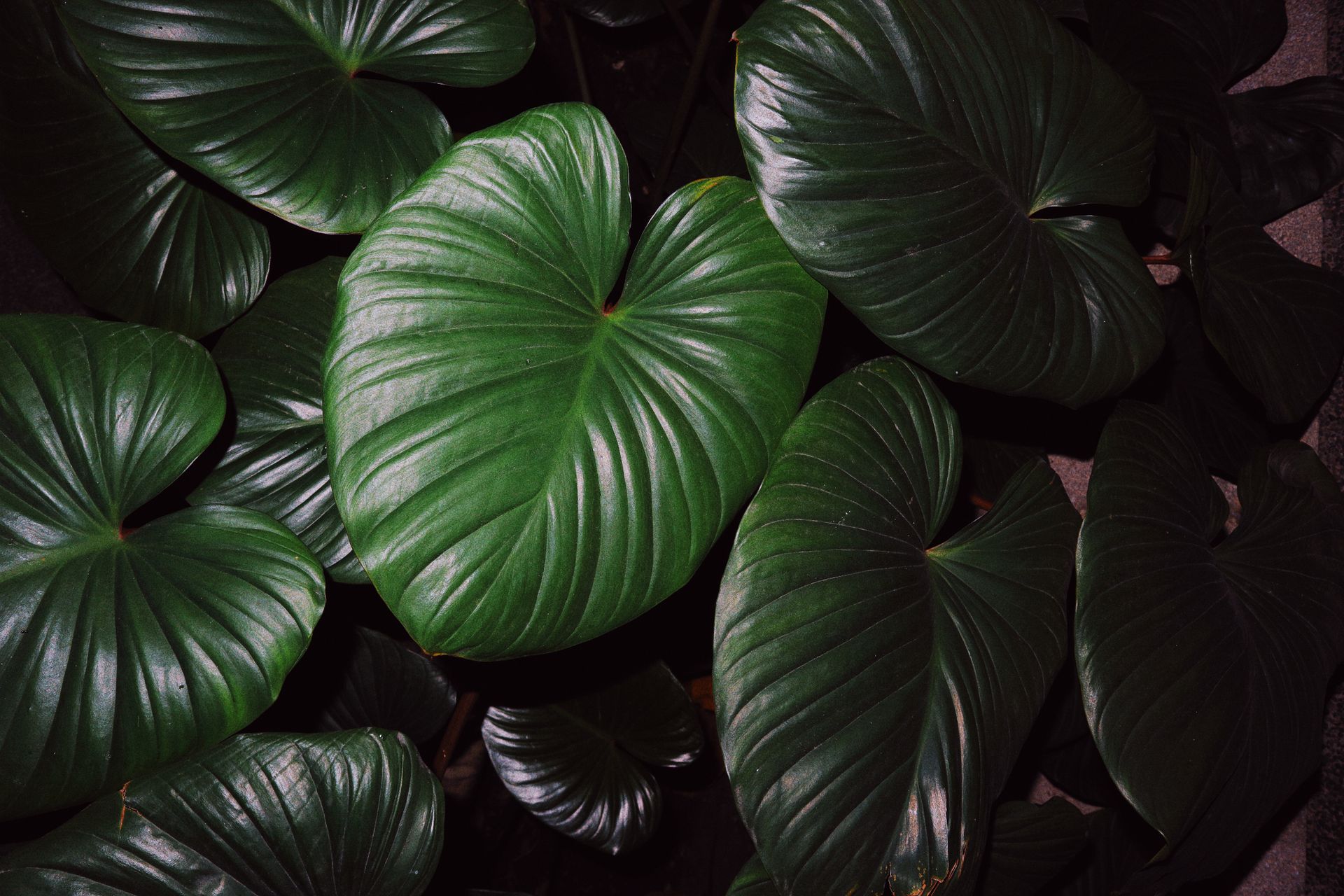 Rich green philodendron leaves captured in a detailed close-up.