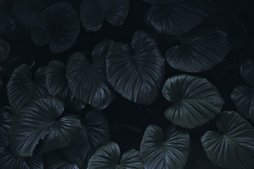 Ingyenes stockfotó háttérkép, levelek, lomb témában
