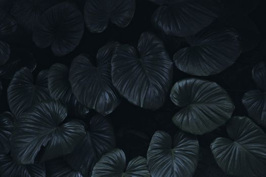A captivating image of dark, heart-shaped tropical leaves creating a moody nature scene.