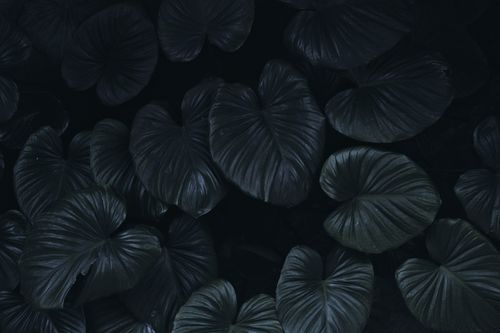 Free A captivating image of dark, heart-shaped tropical leaves creating a moody nature scene. Stock Photo
