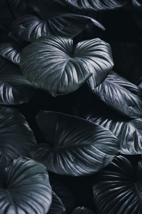 Free Close-up of dark green tropical leaves showcasing lush, exotic foliage for a calming botanical feel. Stock Photo