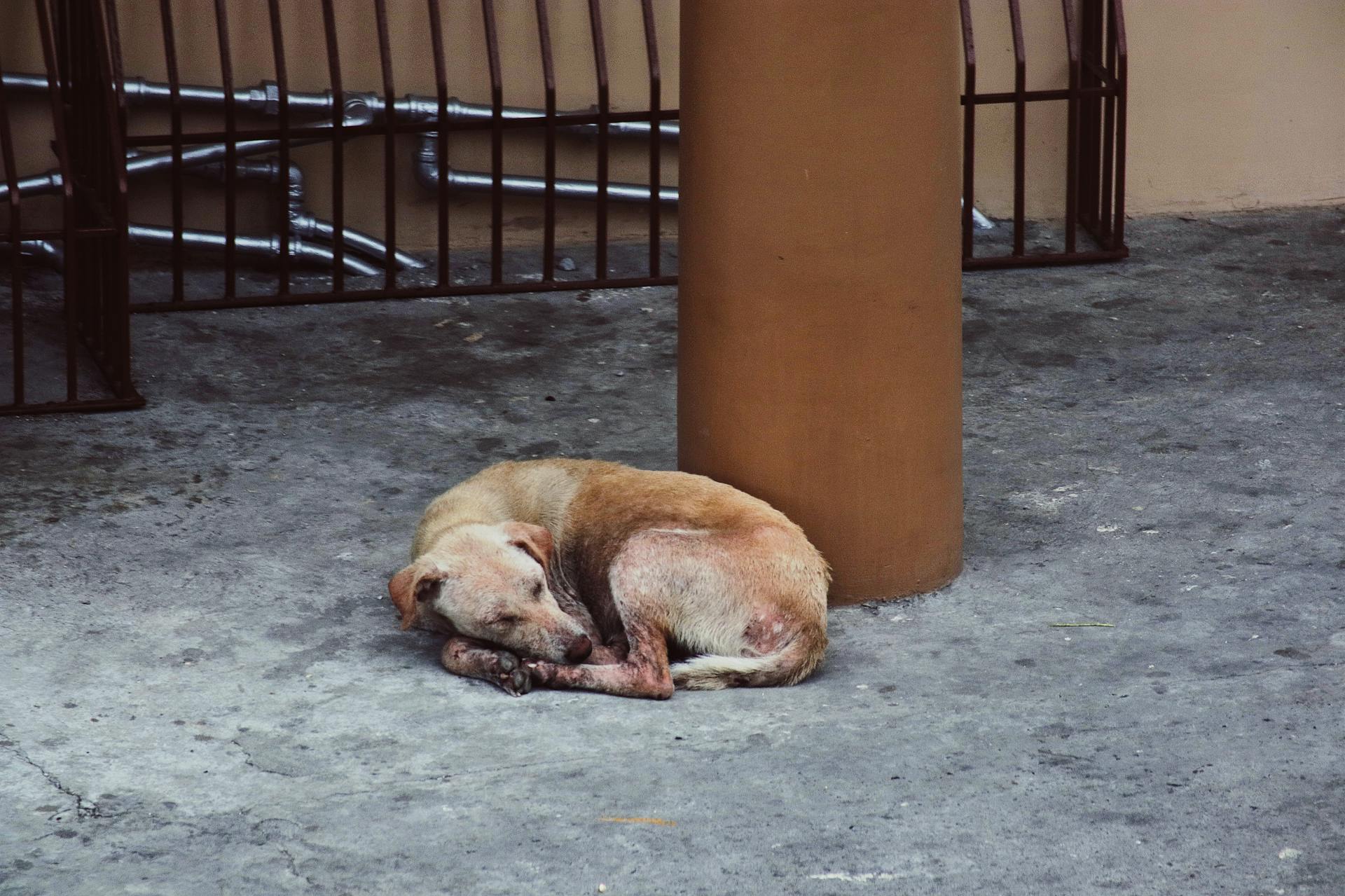 Stray Dog Sleeping on Street