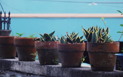 Free Snake plants in rustic pots lined up on a stone ledge with a vibrant blue background. Stock Photo