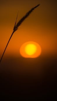Silhouette of grass against a vivid orange sunset creating a serene natural scene.