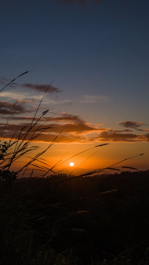 Silhouette of Grass during Sunset